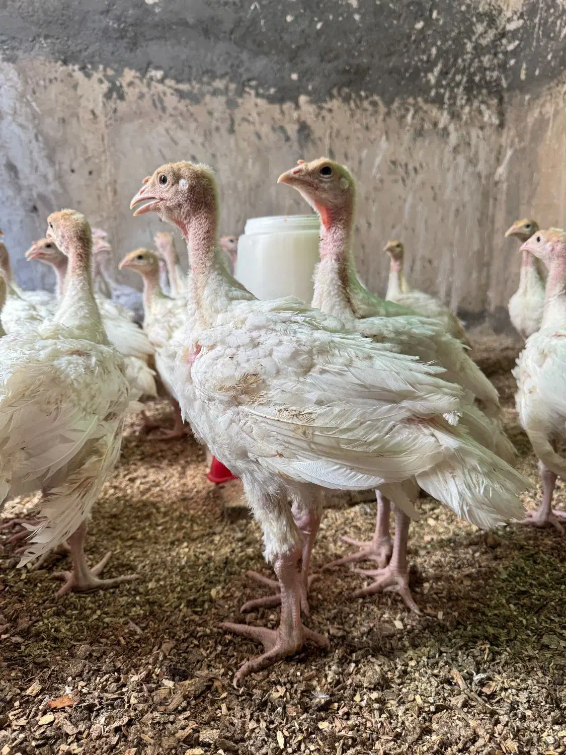 نیمچه جوجه بوقلمون بیوتی ۴۰ روزه|حیوانات مزرعه|تهران, کن|دیوار