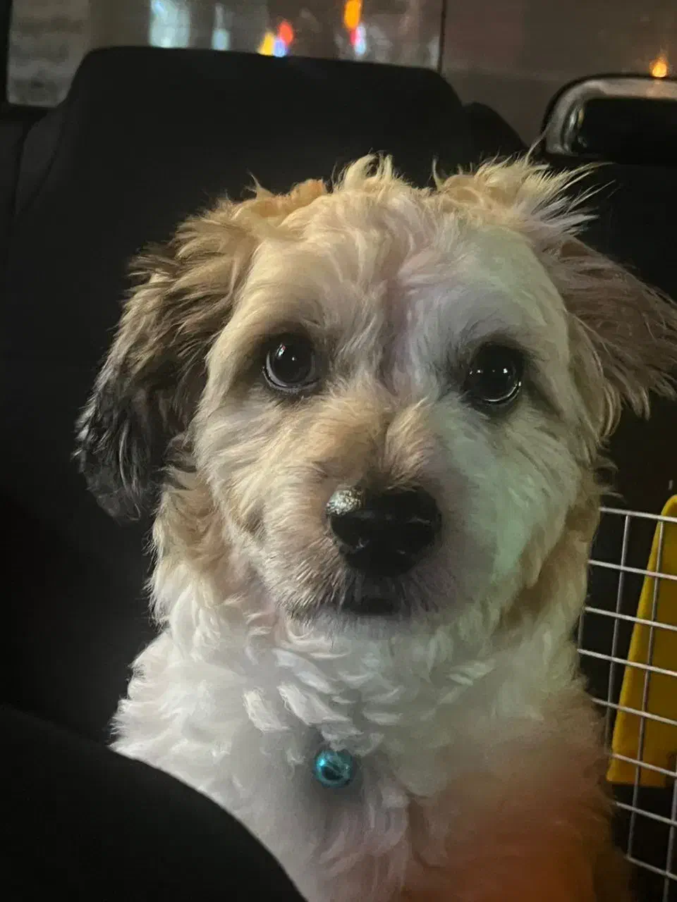 واگذاری فوری|سگ|تهران, وحیدیه|دیوار