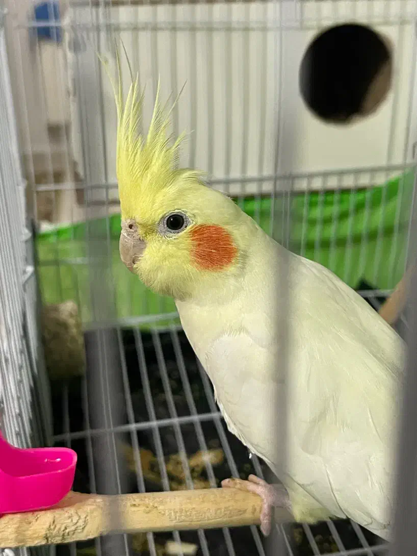 عروس هلندی لوتینو طوطی عروس|پرنده|مشهد, هفده شهریور|دیوار