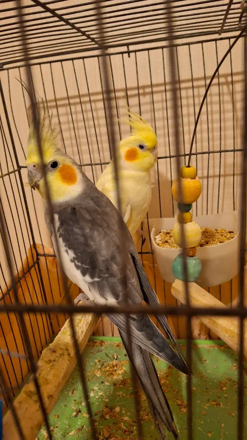 یک جفت عروس هلندی باقفس|پرنده|قدس, شهرقدس|دیوار