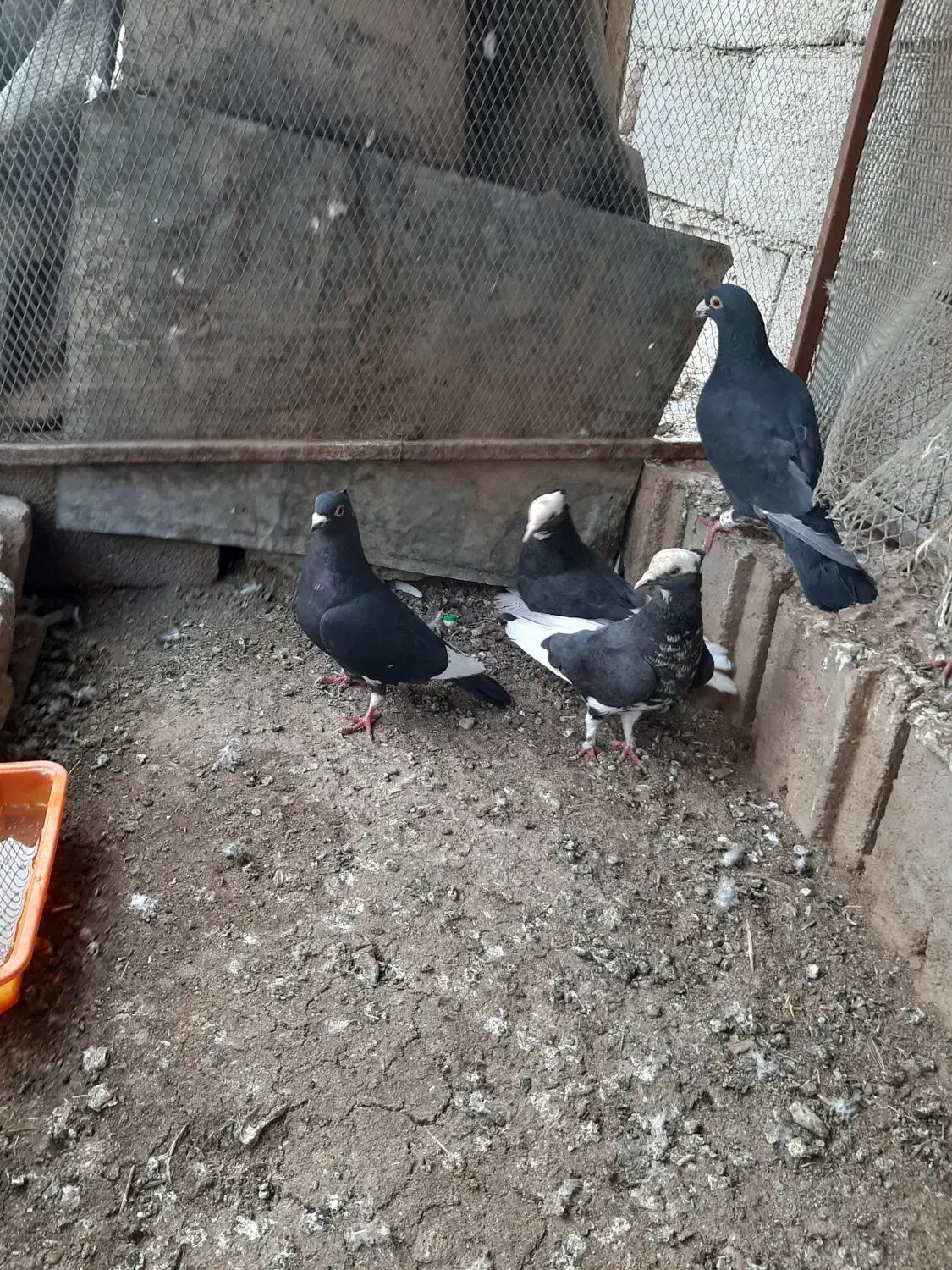 کبوتر|پرنده|بیرجند, |دیوار