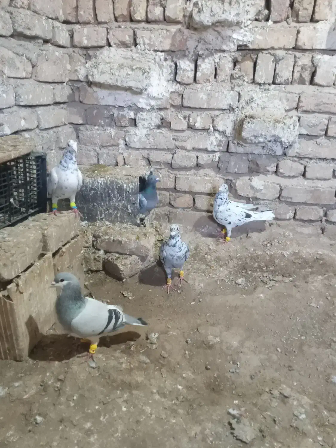 کفتر هفت رنگ|پرنده|الوند, |دیوار