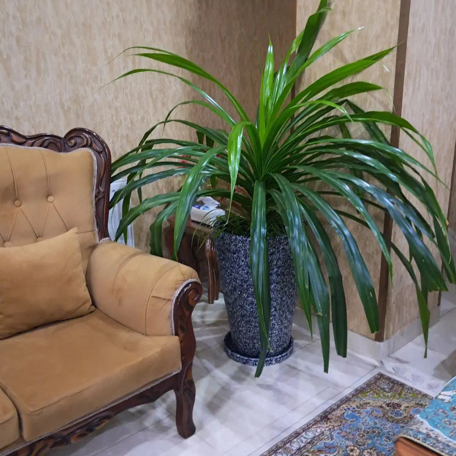 گل آپارتمانی|گل و گیاه طبیعی|الوند, |دیوار