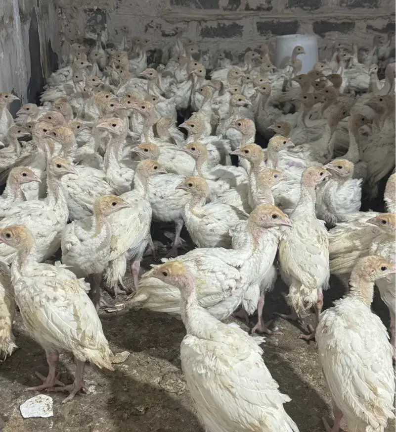 جوجه بوقلمون بیروتی سیکس یکماه وزن ۱.۵کیلو|حیوانات مزرعه|رفسنجان, |دیوار