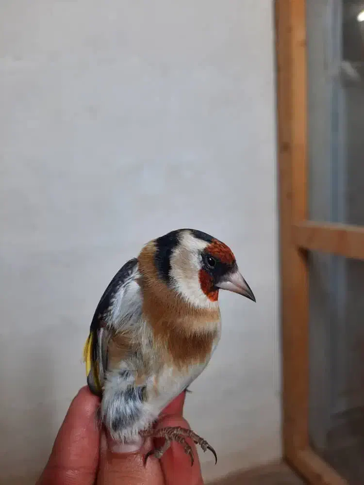 سهره|پرنده|یاسوج, |دیوار