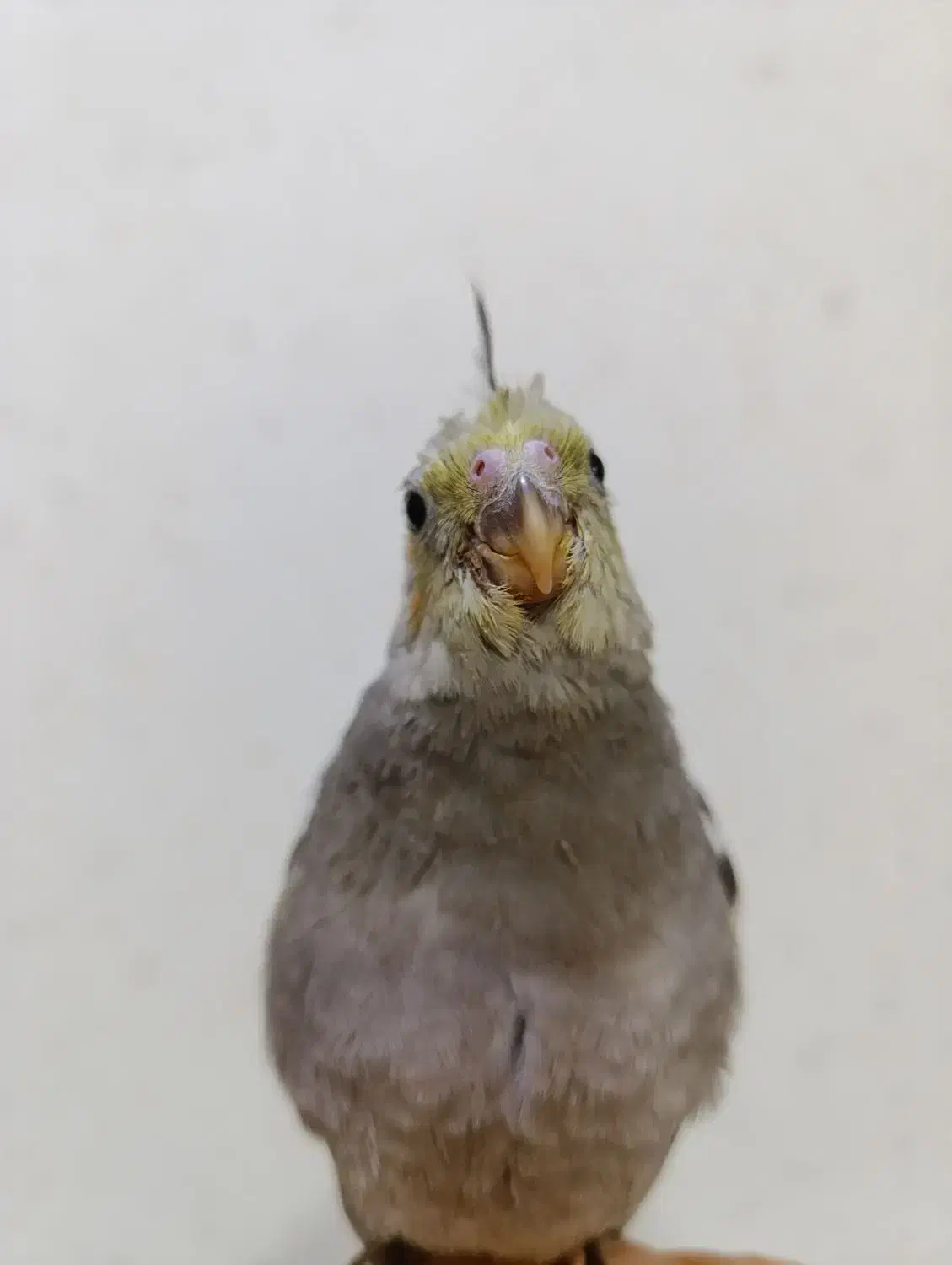 جوجه طوطی عروس هلندی|پرنده|امیدیه, |دیوار