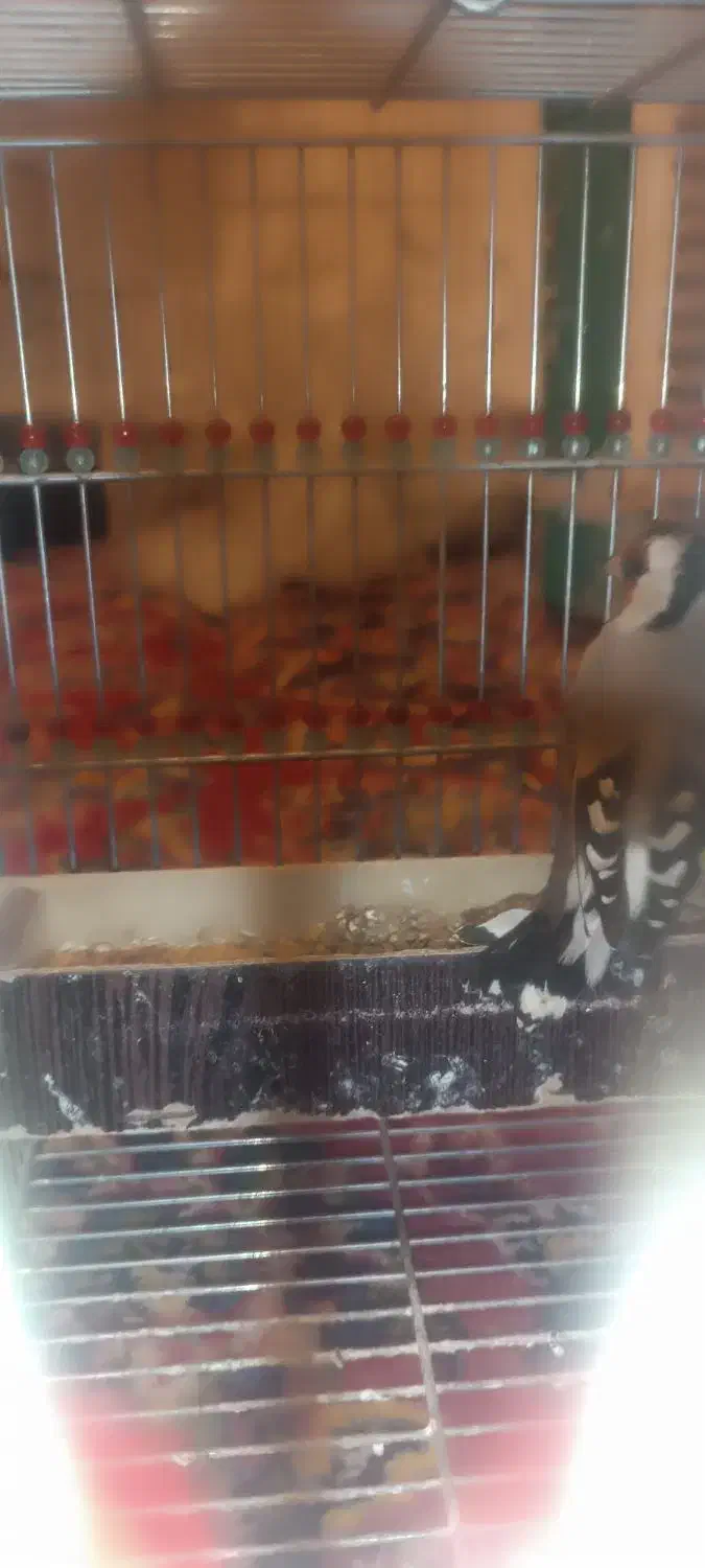 سهره|پرنده|شیراز, جوادیه|دیوار