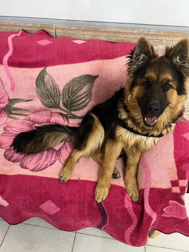 سگ ژرمن شپرد شولاین|سگ|شیراز, تندگویان|دیوار