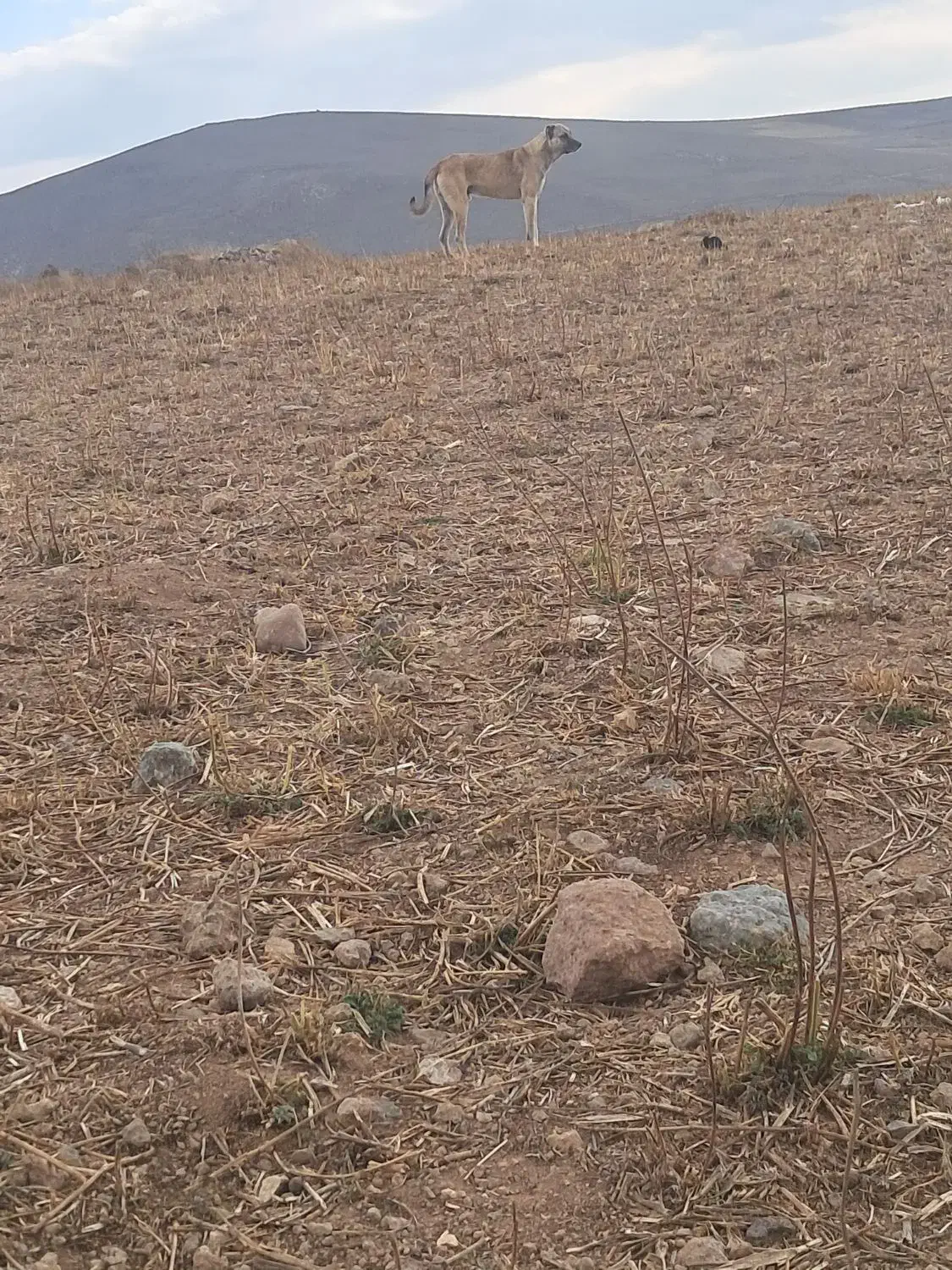 سگ سرابی گله ای|سگ|نیر (اردبیل), |دیوار