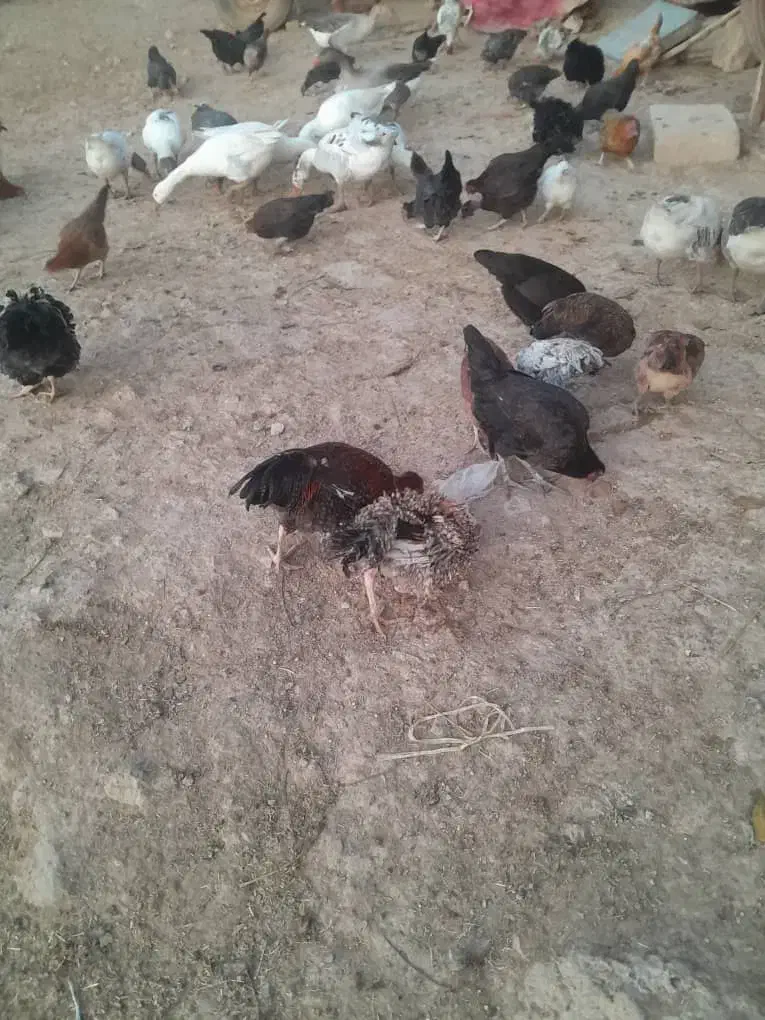 مرغ|حیوانات مزرعه|پاپی, |دیوار