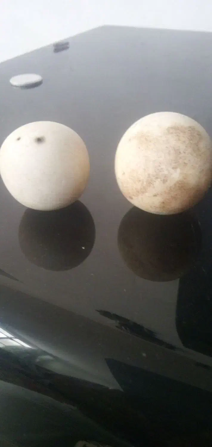 سلام سنگ الماس|کلکسیون اشیاء عتیقه|مشهد, ثامن|دیوار