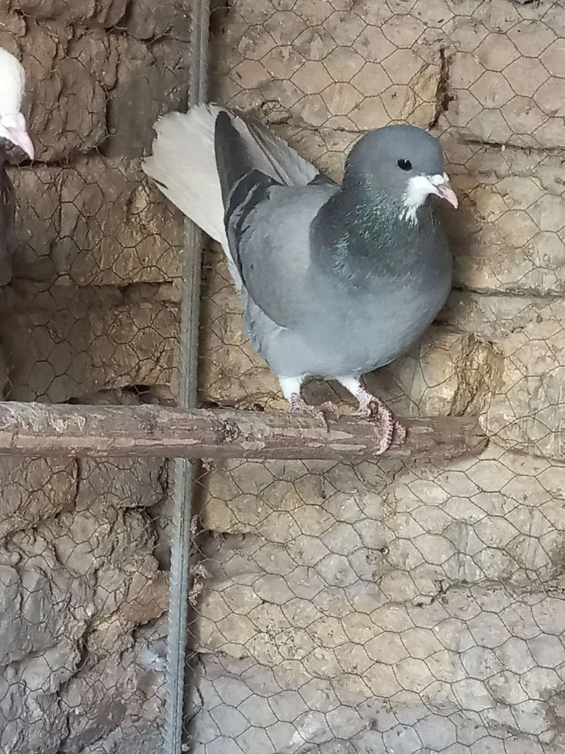 کبوتر|حیوانات|اصفهان, آهنگران|دیوار