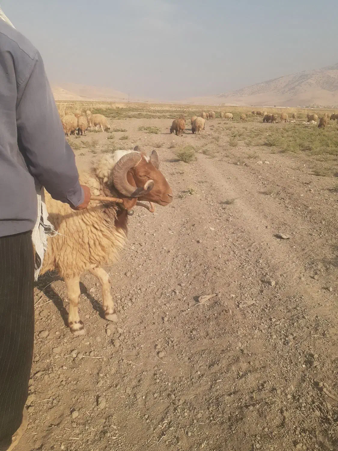 قوچ عربی داشتی|حیوانات مزرعه|سرپل ذهاب, |دیوار