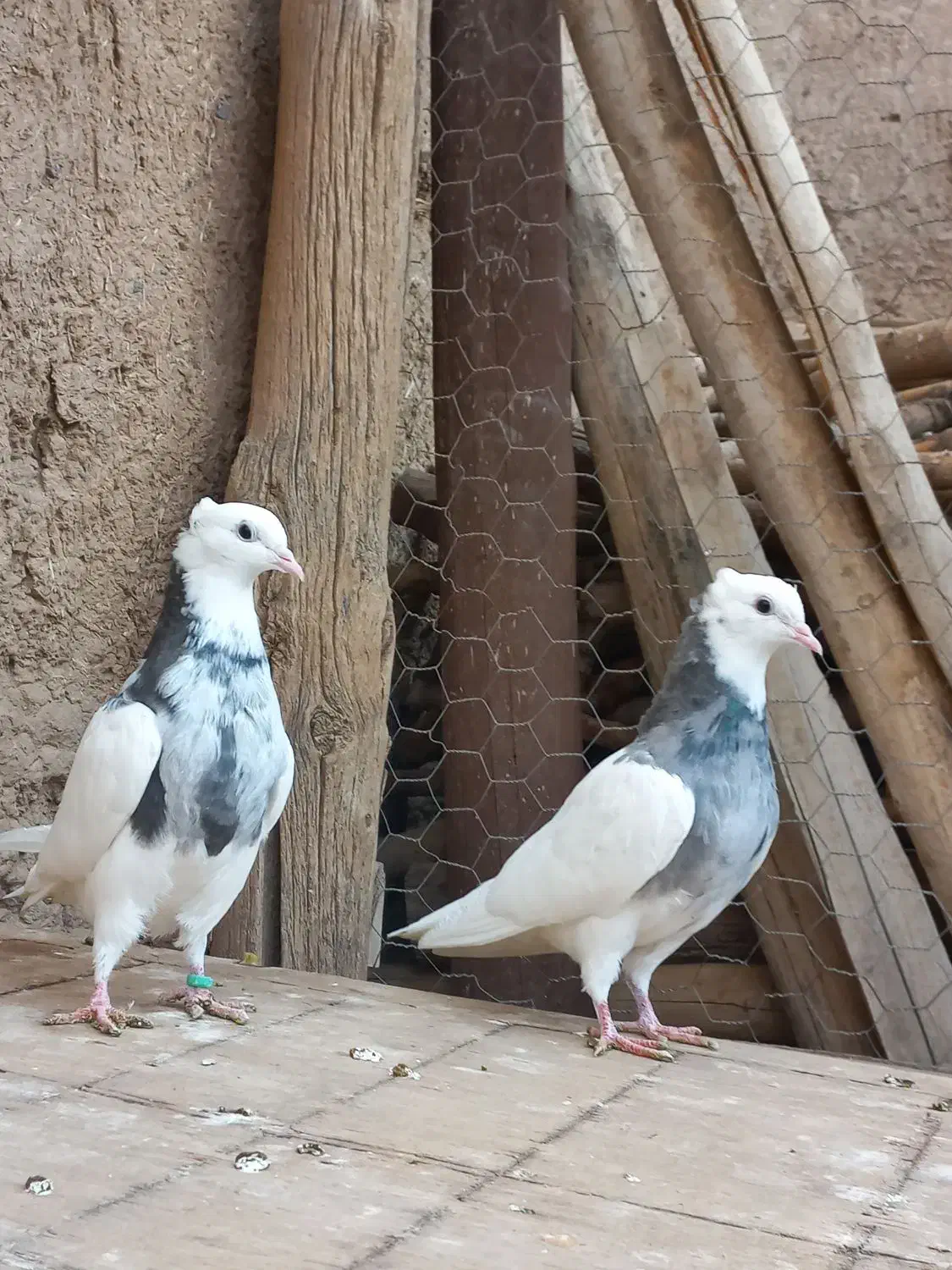 کبوتر طوقی|پرنده|بوئین زهرا, |دیوار