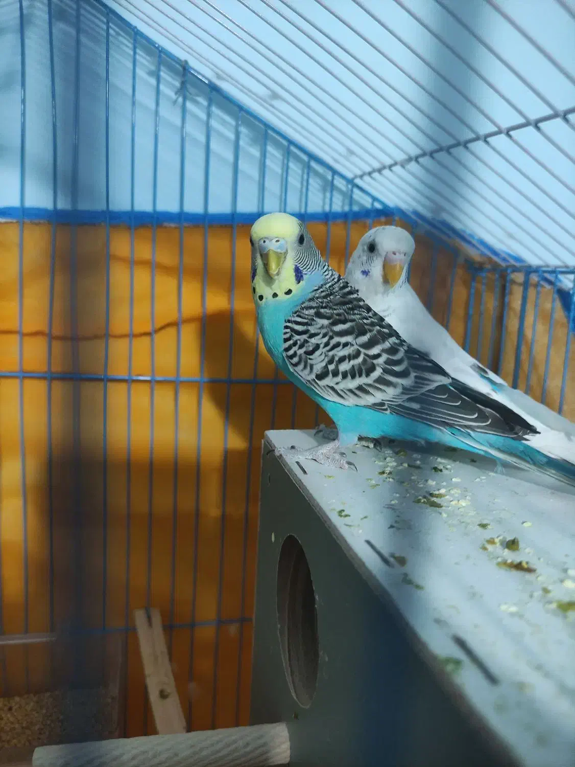 جفت مرغ عشق|پرنده|بم, |دیوار