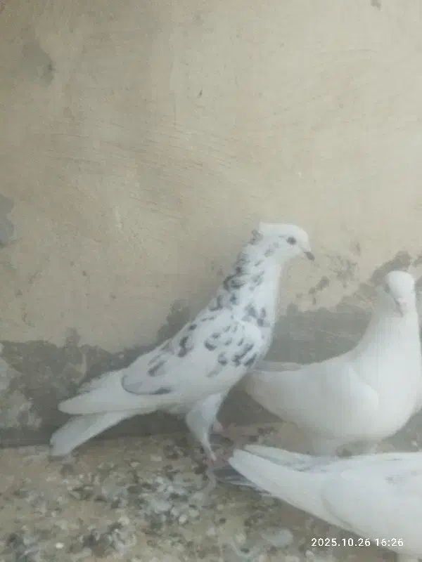 سوسکی کاکلی|پرنده|نسیمشهر, |دیوار