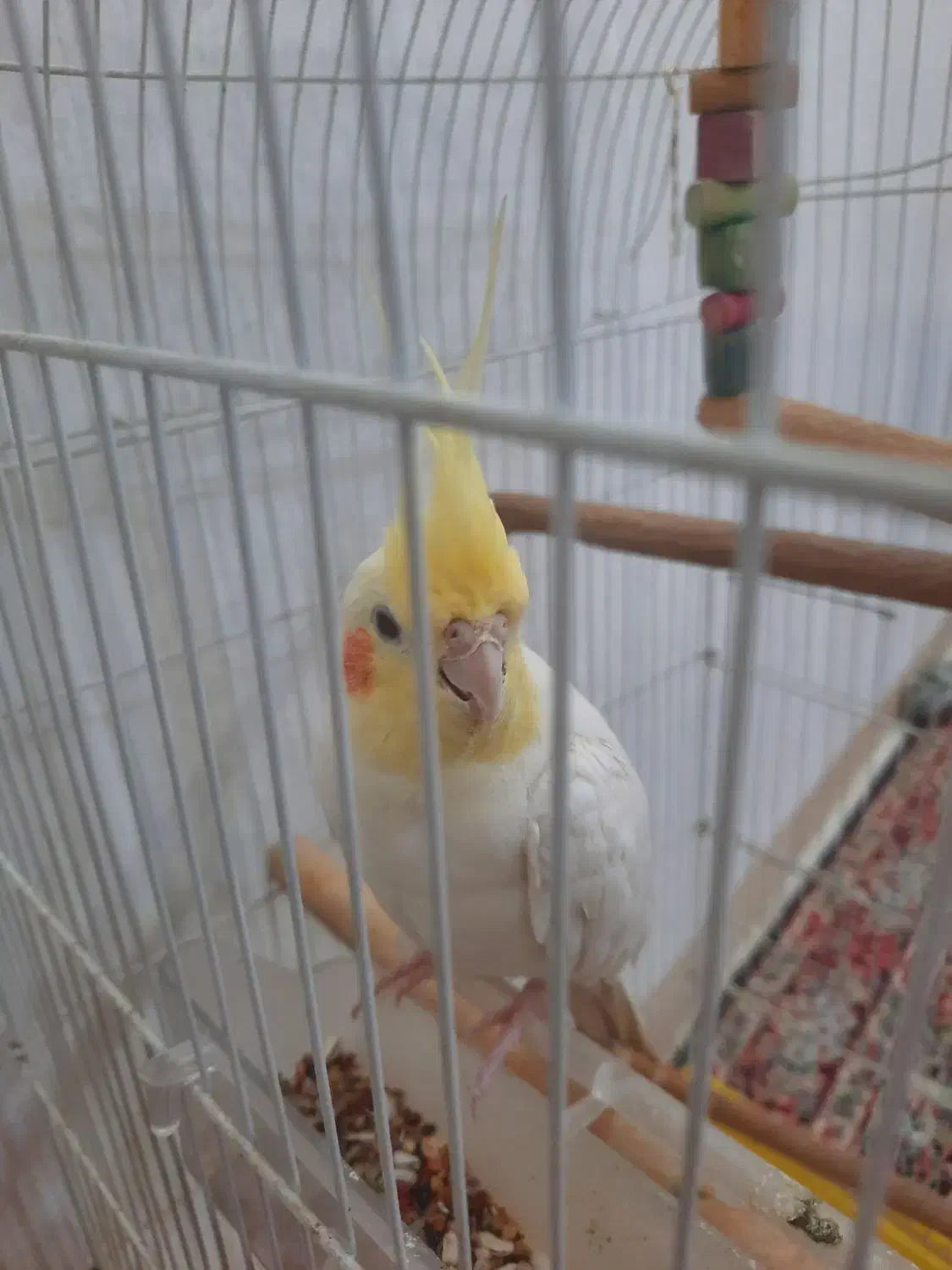 عروس هلندی|پرنده|کرمان, |دیوار