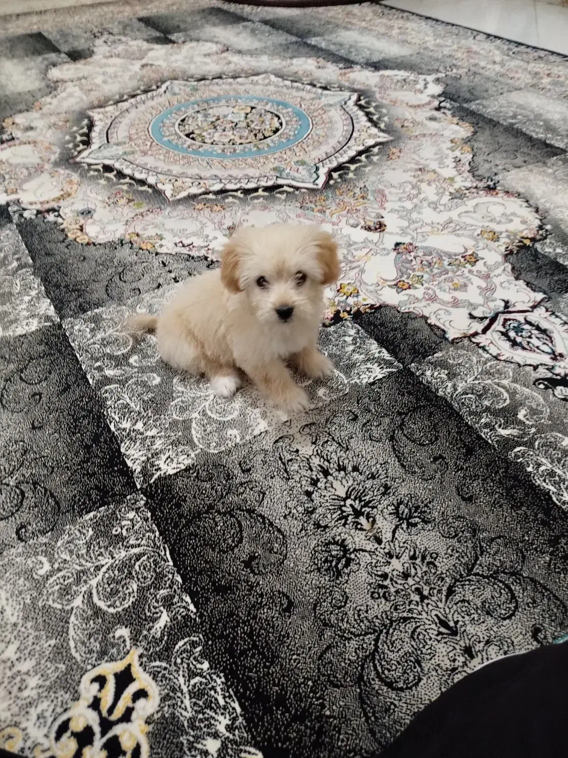 سگ مالتی پو سه ماهه|سگ|پاکدشت, پاکدشت (مامازند)|دیوار