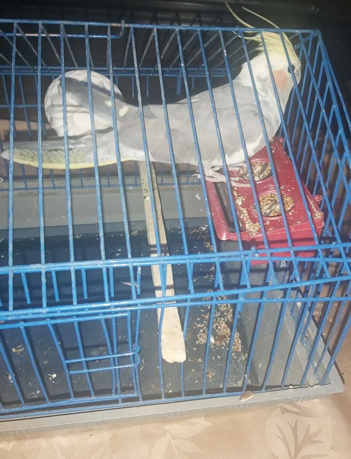 طوطی عروس دستی باقفس|پرنده|محمدیه-قزوین, |دیوار