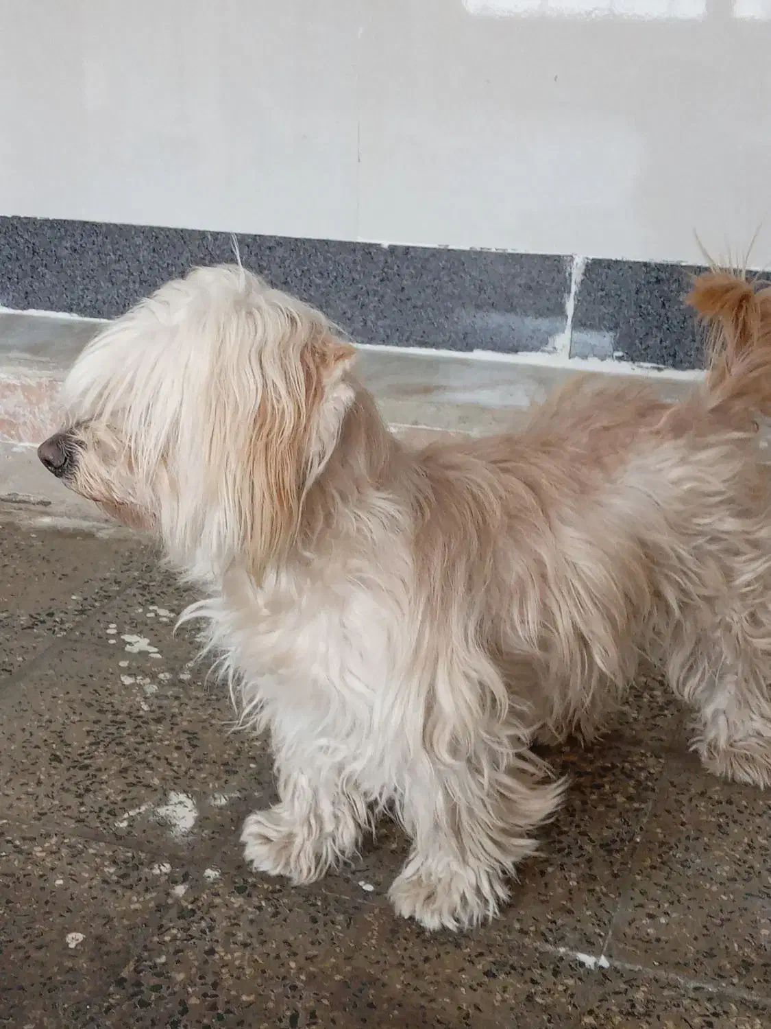 سگ پاکوتاه|سگ|ابهر, |دیوار