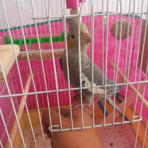 عروس هلندی ماده|پرنده|صحنه, |دیوار