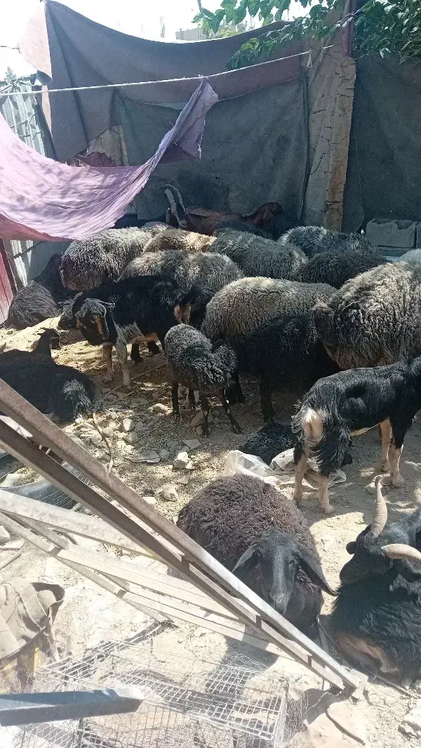تعداد ۱۰ راس بز آبستن معاوضه با خودرو یا موتور|حیوانات مزرعه|رباط‌کریم, آدران|دیوار