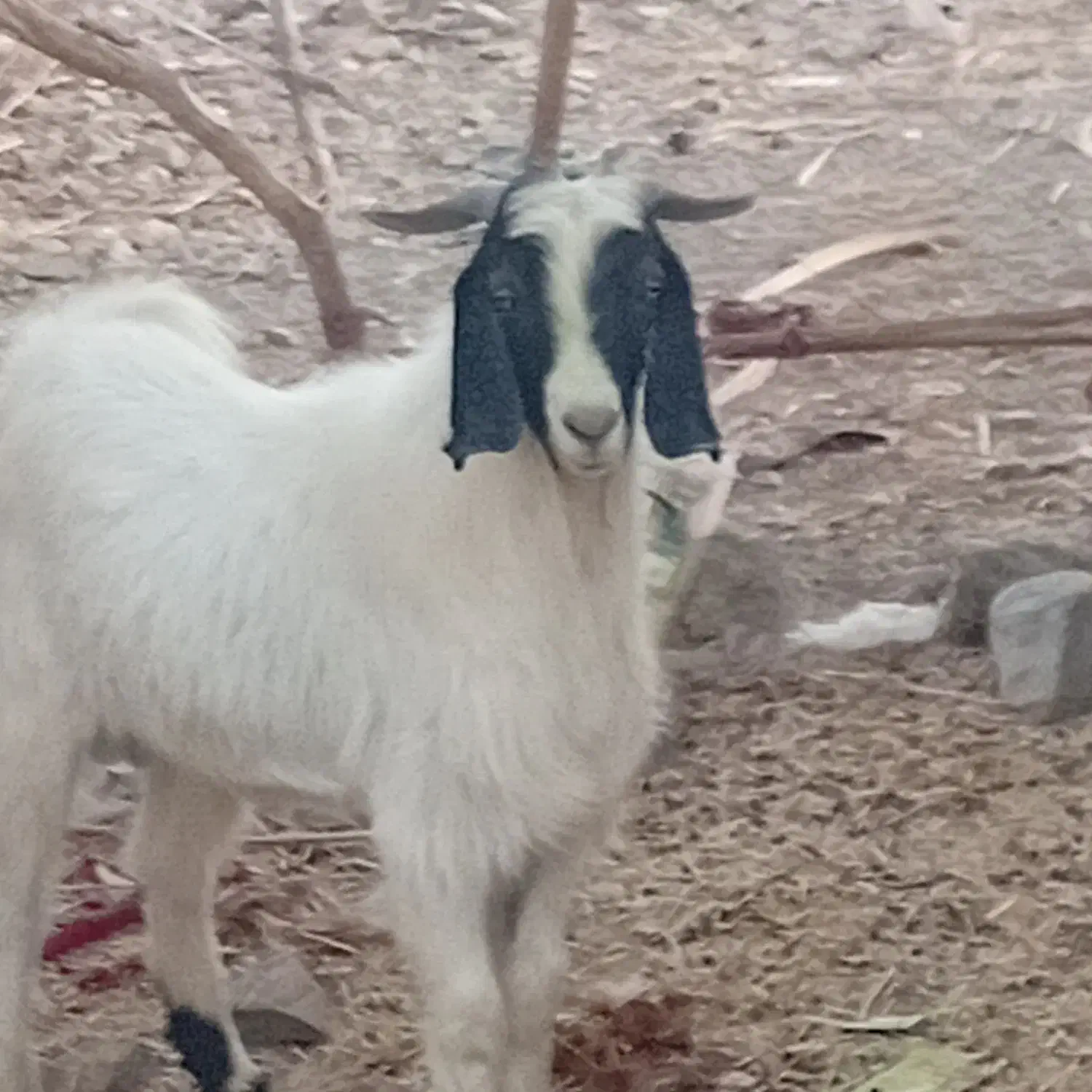 گوسفند فروشی فوری|حیوانات مزرعه|بیرک, |دیوار