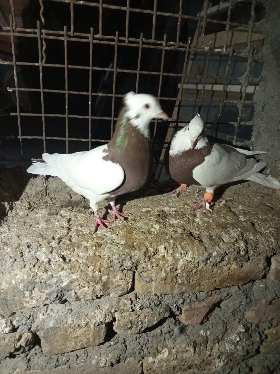 کفتر پرشی|پرنده|زبرخان, |دیوار