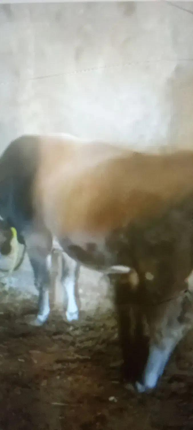 انواع گاو و گوساله گوشتی و داشتی|حیوانات مزرعه|تبریز, |دیوار