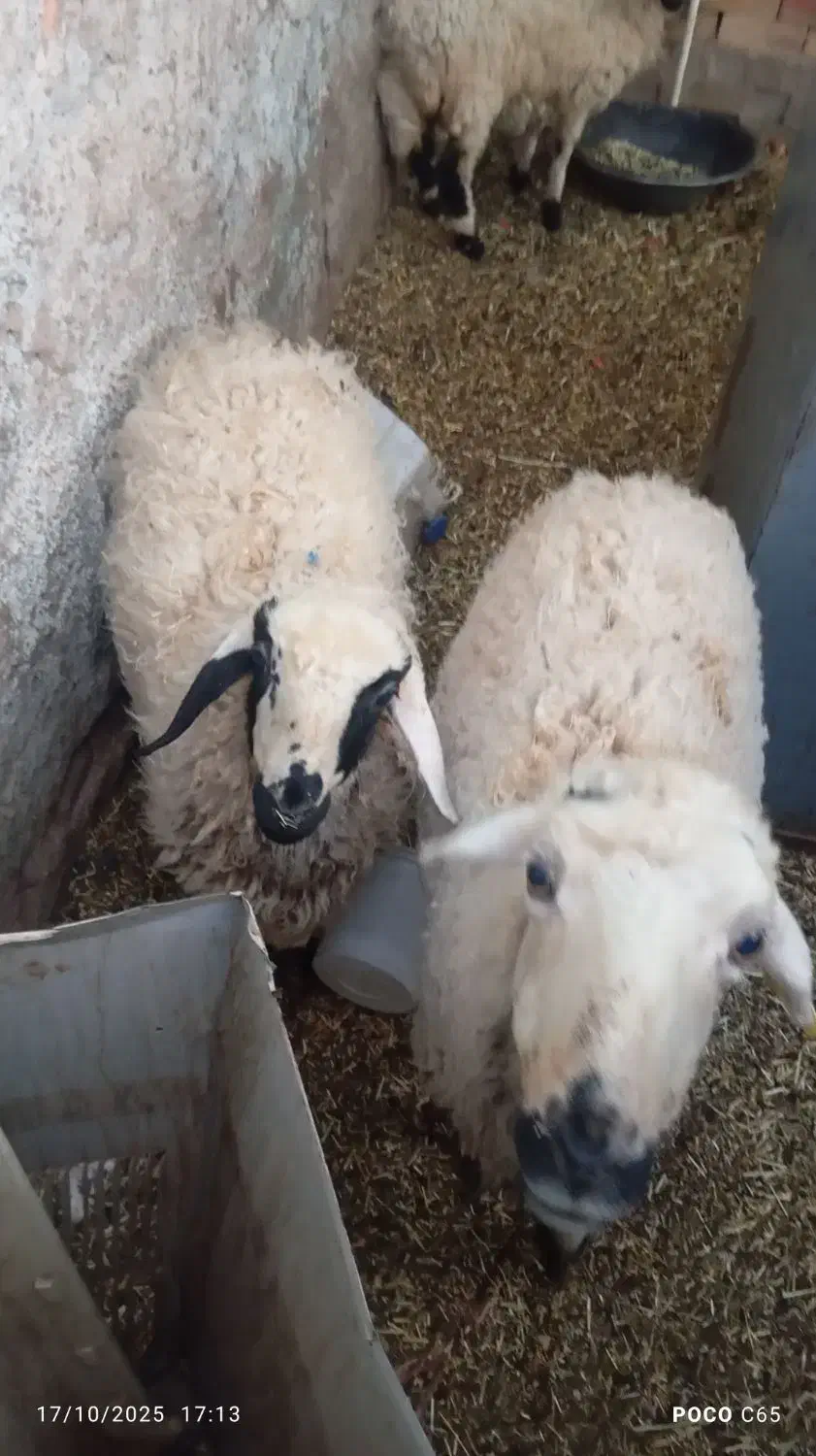 فروش گوساله ماده سرحال وگوسفند|حیوانات مزرعه|زرند, |دیوار