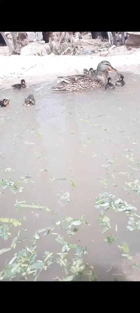 اوردک پروازی|حیوانات مزرعه|رحمت‌آباد, |دیوار