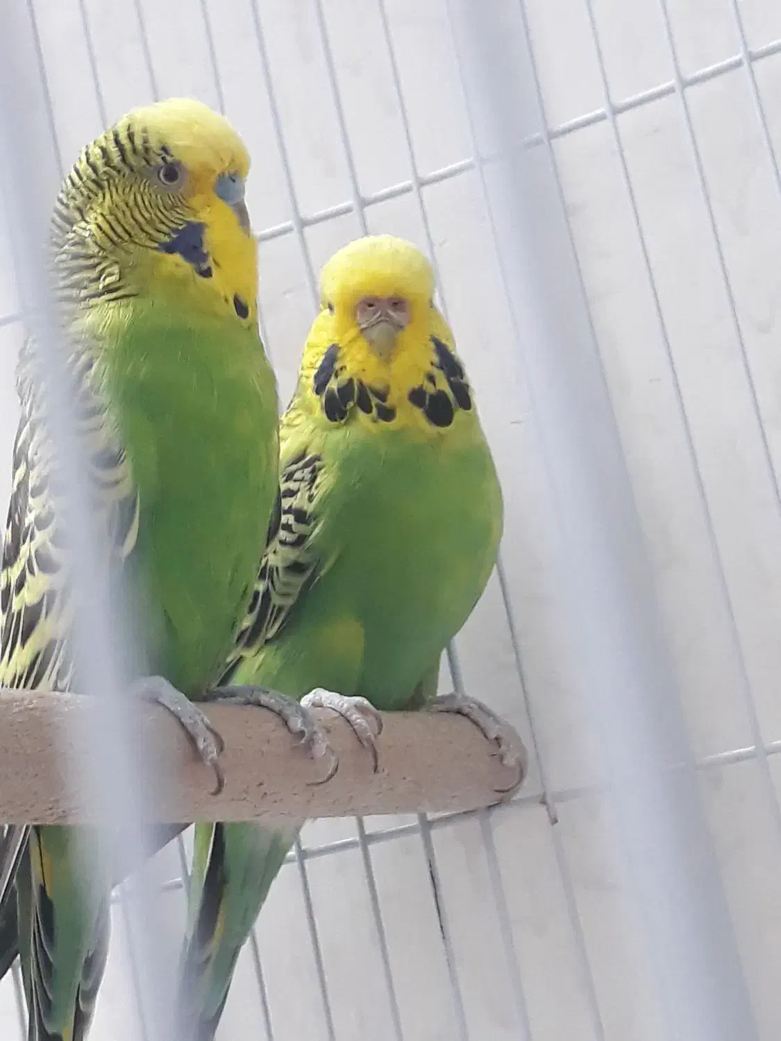 مرغ عشق انگلیسی|پرنده|تهران, راه آهن|دیوار