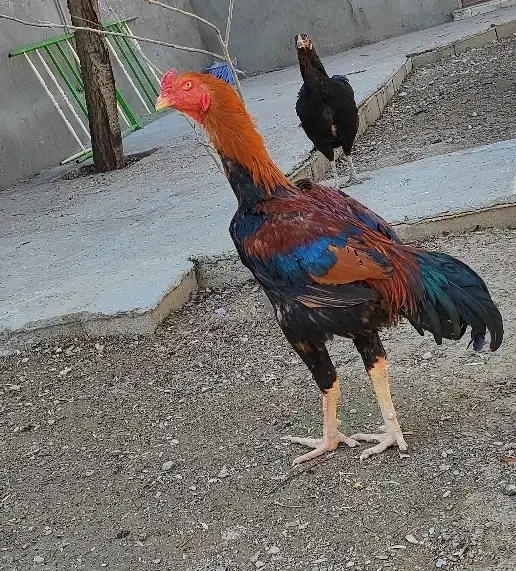 خروس لاری|حیوانات مزرعه|بکتاش, |دیوار