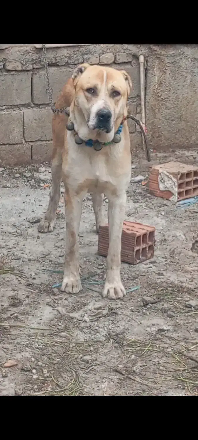 سگ..|سگ|سرخنکلاته, |دیوار