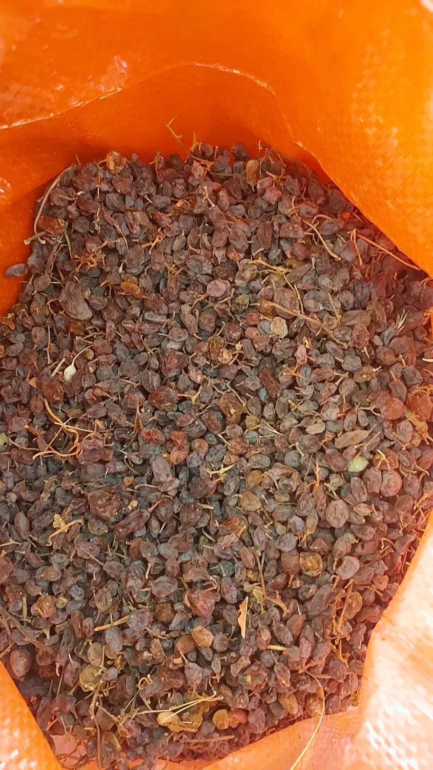 کشمش|خوردنی و آشامیدنی|کنگاور, |دیوار