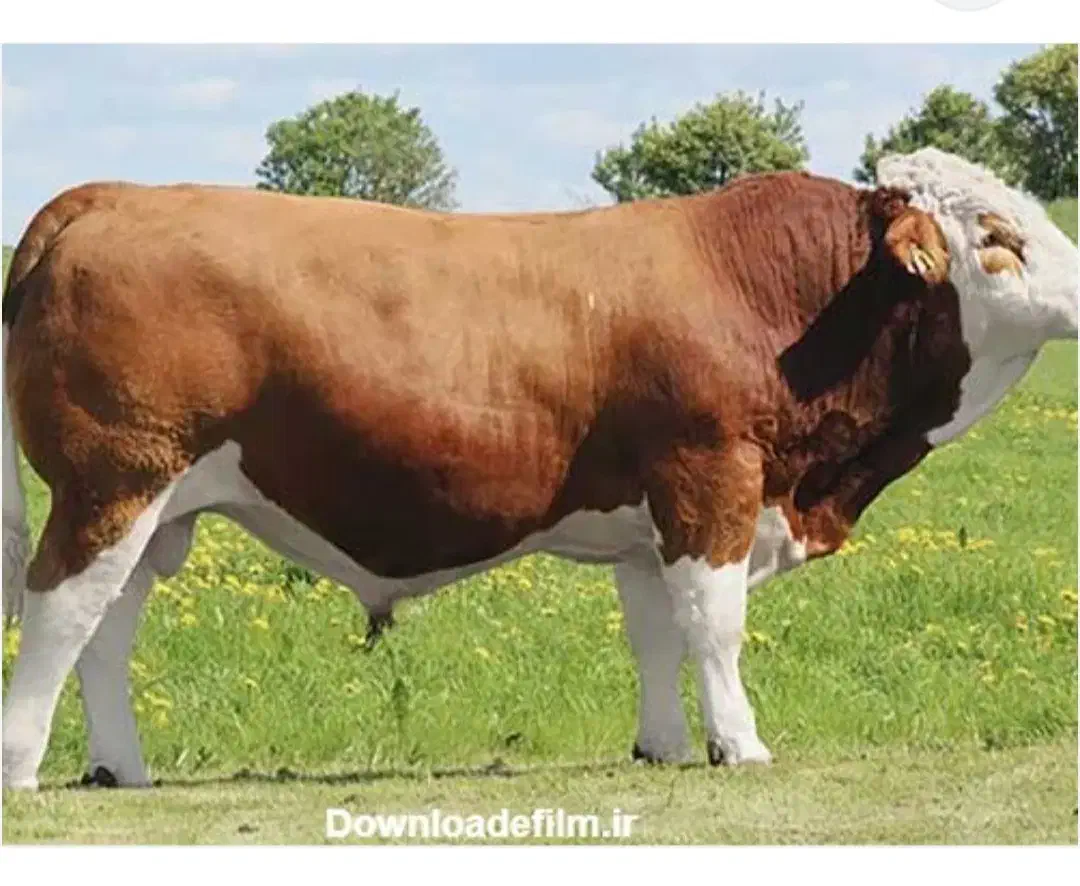 گوساله سیمینتال چاق|حیوانات مزرعه|اقبالیه, |دیوار