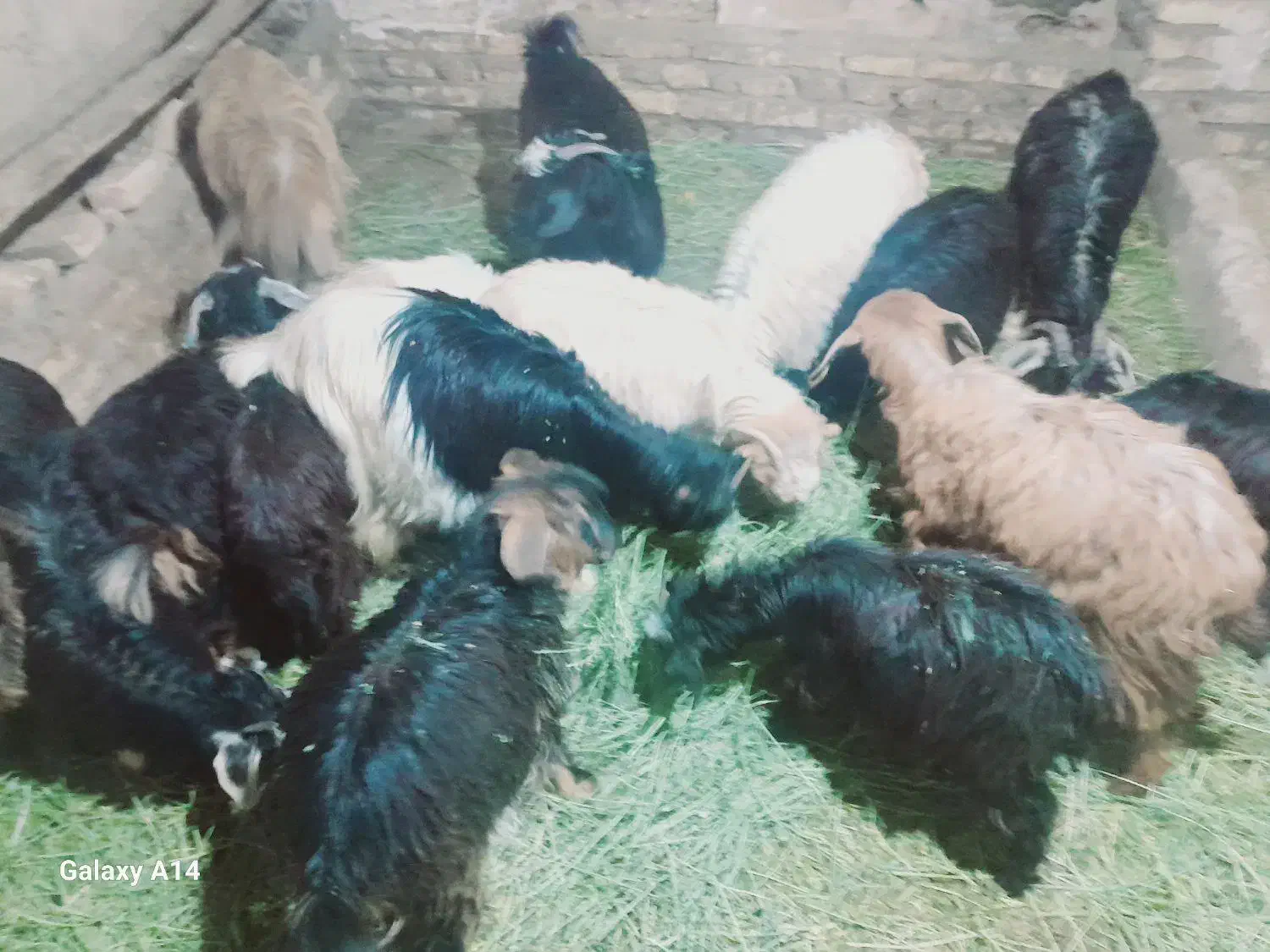 بزغاله|حیوانات مزرعه|زنجان, |دیوار