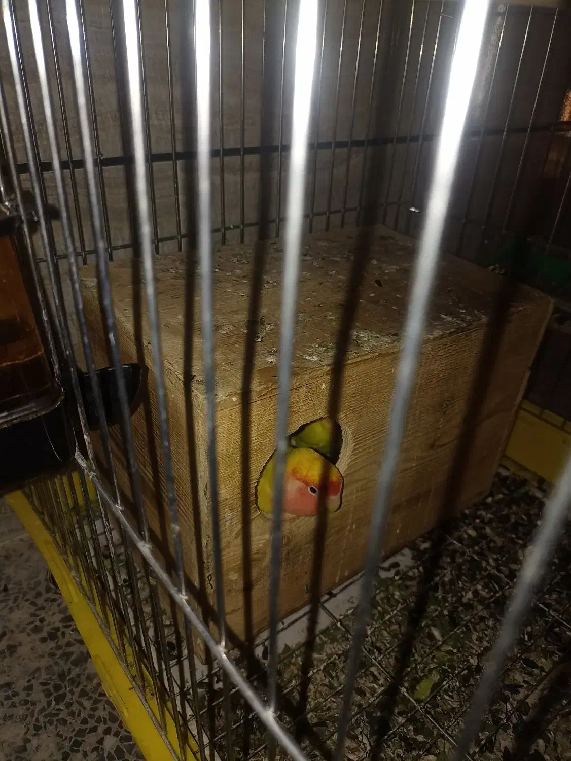 جفت طوطی برزیلی کله هلویی همراه با قفس و ۲تخم|پرنده|آبپخش, |دیوار