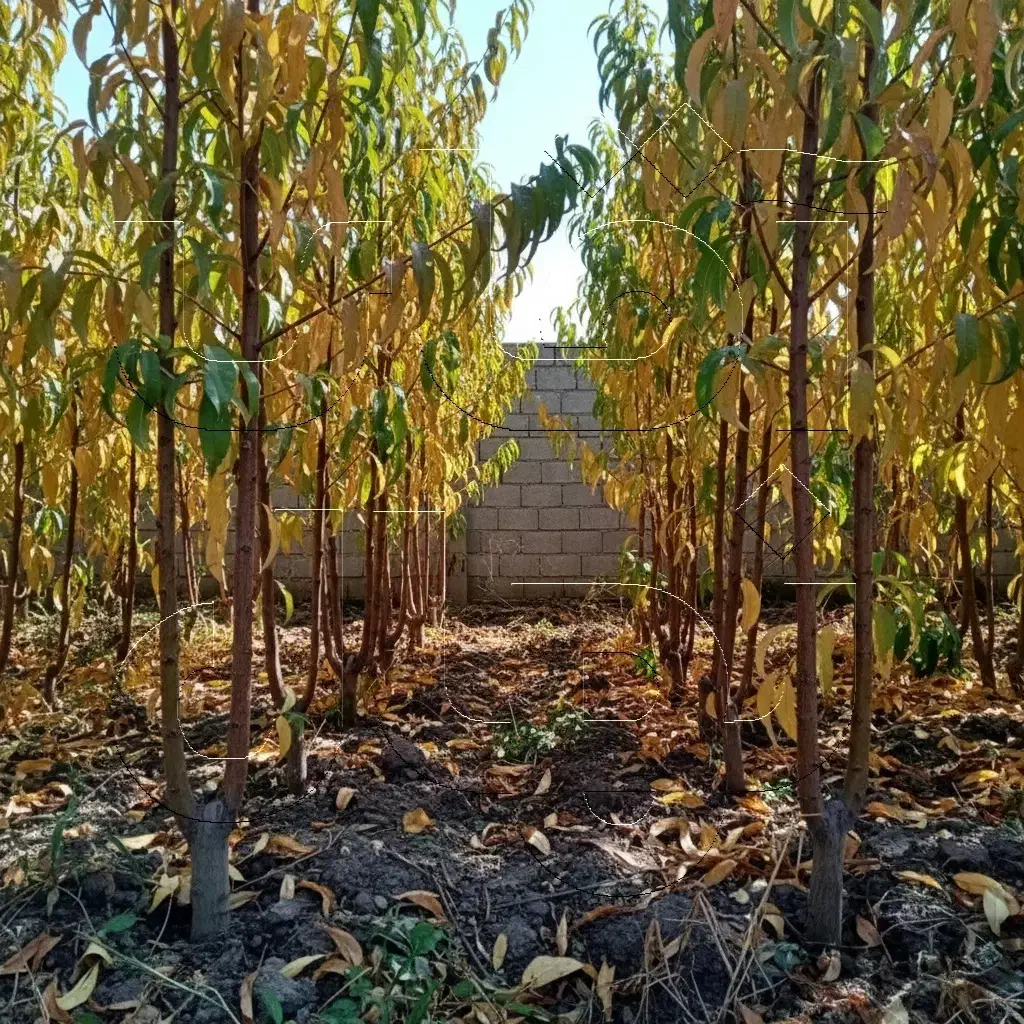 نـهال هـلو پربار و تازه  ظرفیت محدود|خدمات باغبانی و درختکاری|رودبار, |دیوار