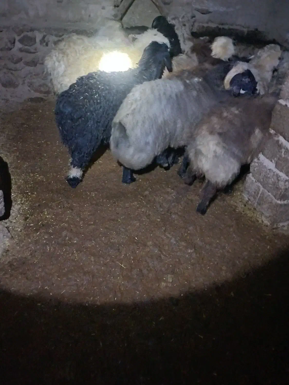 بره نر ۱۰ راس ،مرغوب،|حیوانات مزرعه|فرخ‌شهر, |دیوار