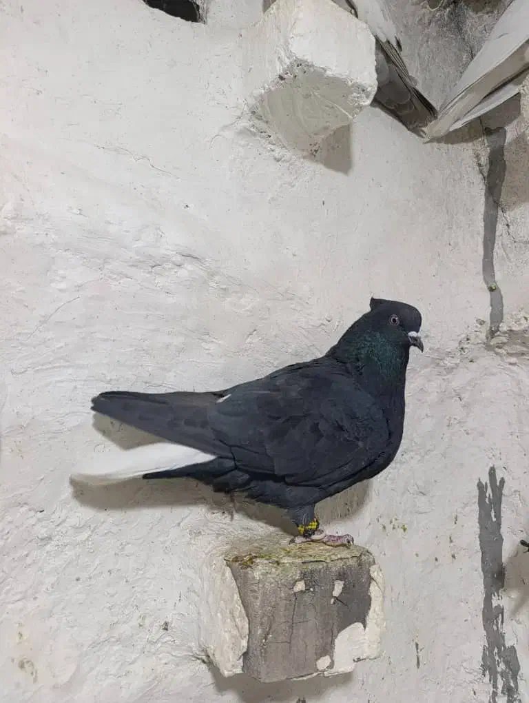 سیاه دم سفید|پرنده|مرودشت, رامجرد یک|دیوار