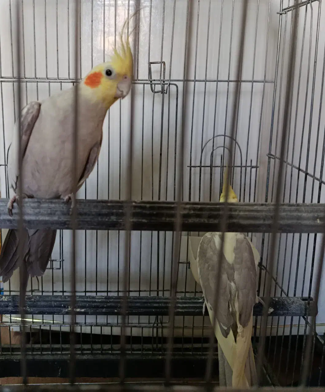 عروس هلندی نر کشیده بالغ|پرنده|فردیس, فردیس|دیوار