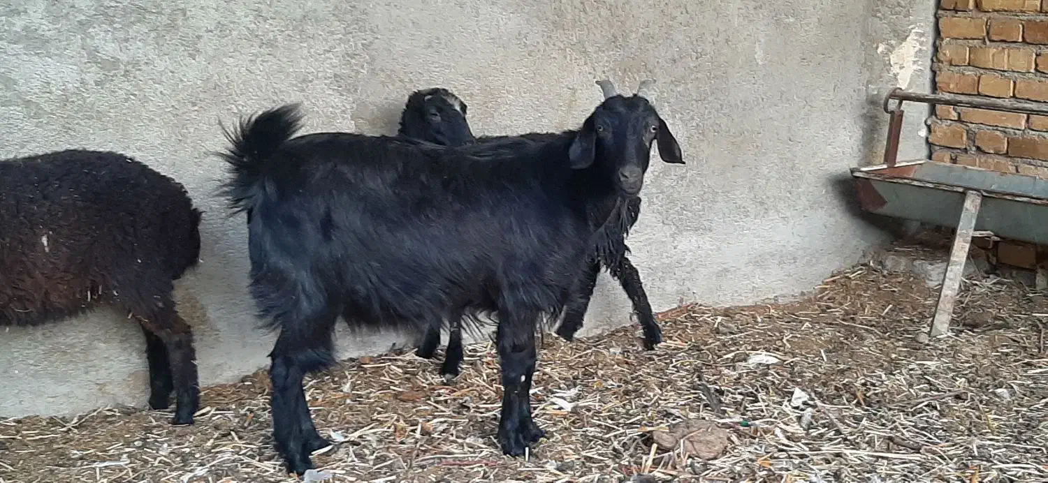 بزماده آبستن|حیوانات مزرعه|شاهدشهر, |دیوار