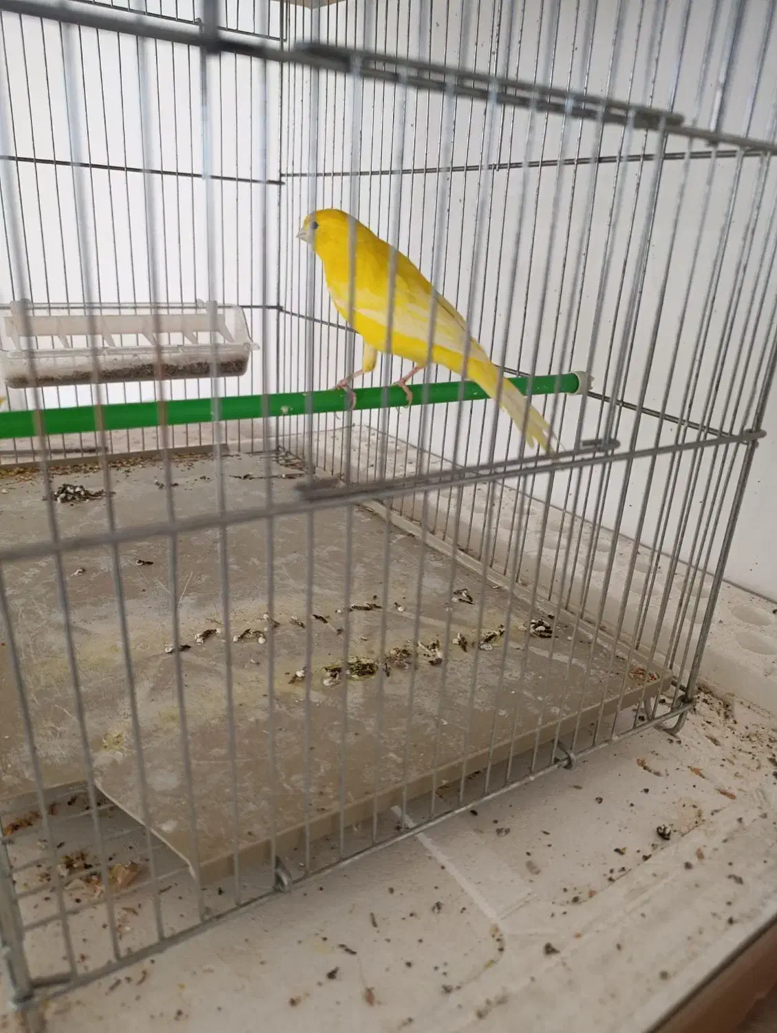 قناری|پرنده|ایلام, |دیوار