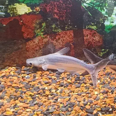 ماهی پنکوسی معاوضه اکواریوم|ماهی|تهران, باغ خزانه|دیوار
