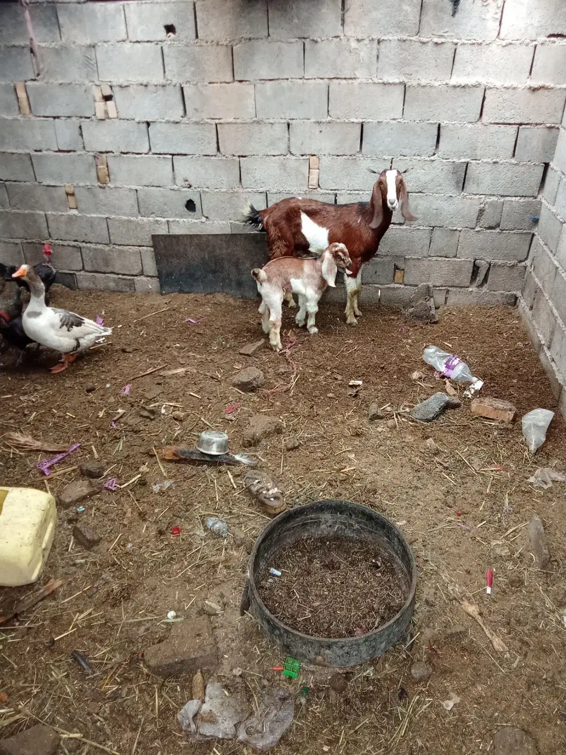 بز نیدی باکهره مادش|حیوانات مزرعه|آبادان, |دیوار