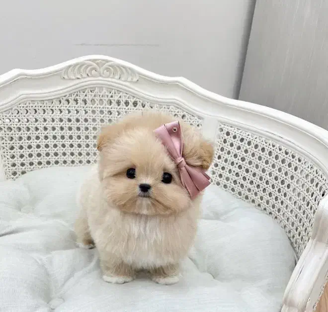 فسقلی های بامزه عروسکی|سگ|کرمانشاه, |دیوار