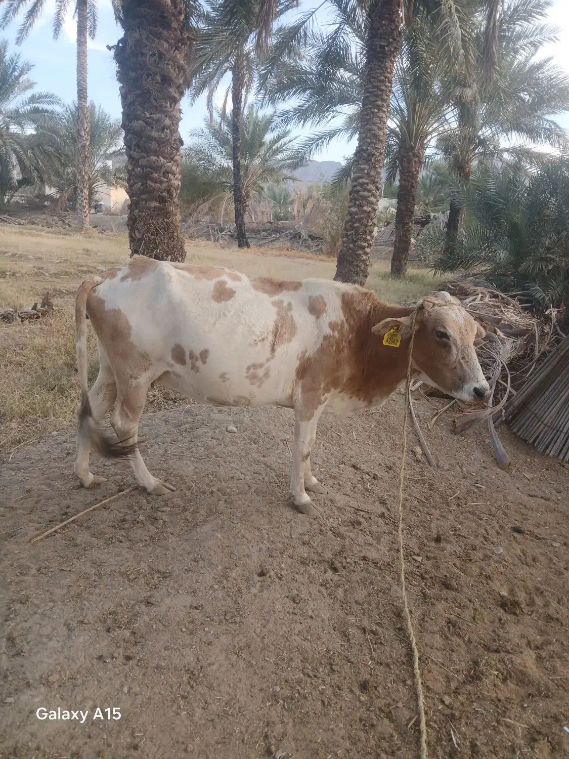 گاو شیری ‌آبستن|حیوانات مزرعه|کهنوج, |دیوار