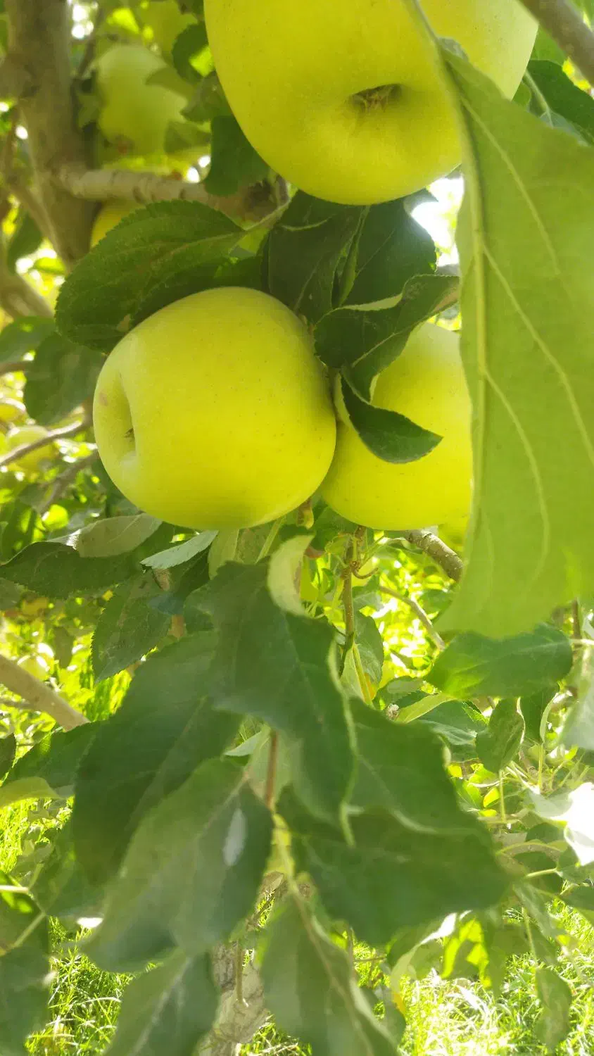 فروش سیب درجه یک طمع دارکامفیروز|حراج|شیراز, شاهچراغ|دیوار