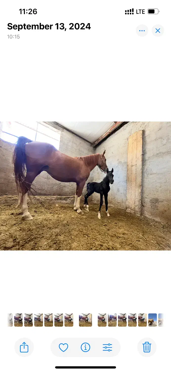 اسب|اسب و تجهیزات اسب‌سواری|کرمانشاه, |دیوار